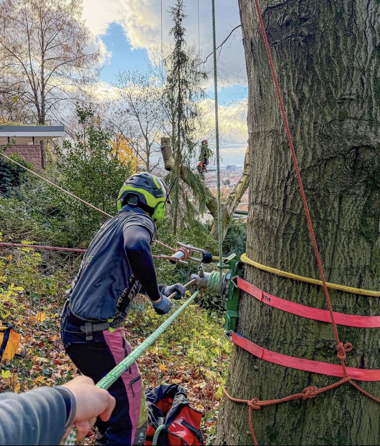 DV Baumpflege im Einsatz: Abtragen eines Baums mit Seilwinde und Klettertechnik im Team
