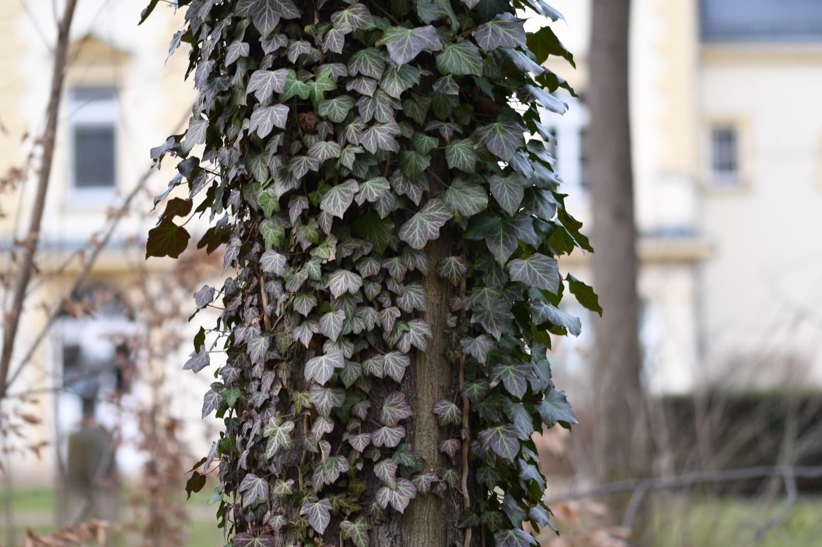 Efeu am Baum: schädlich oder nützlich?
