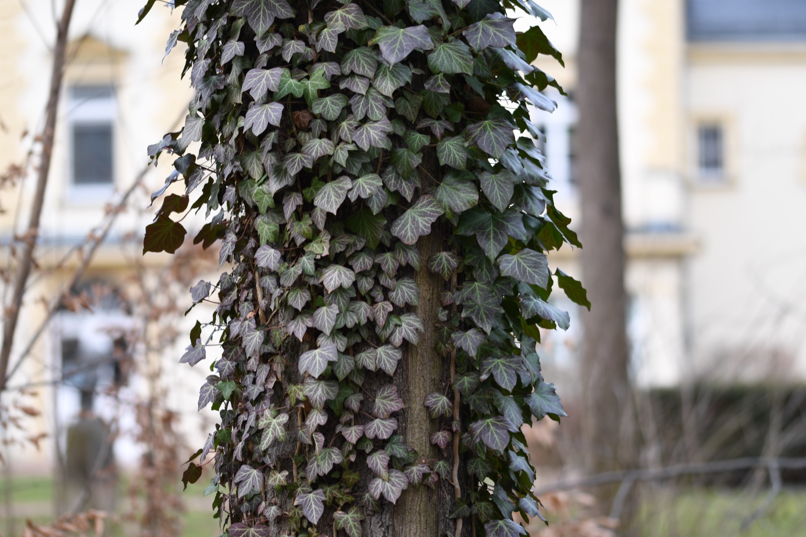 Efeu am Baum: schädlich oder nützlich?