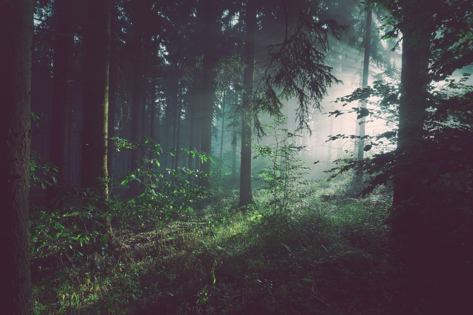 Dichter Wald mit Lichteinfall