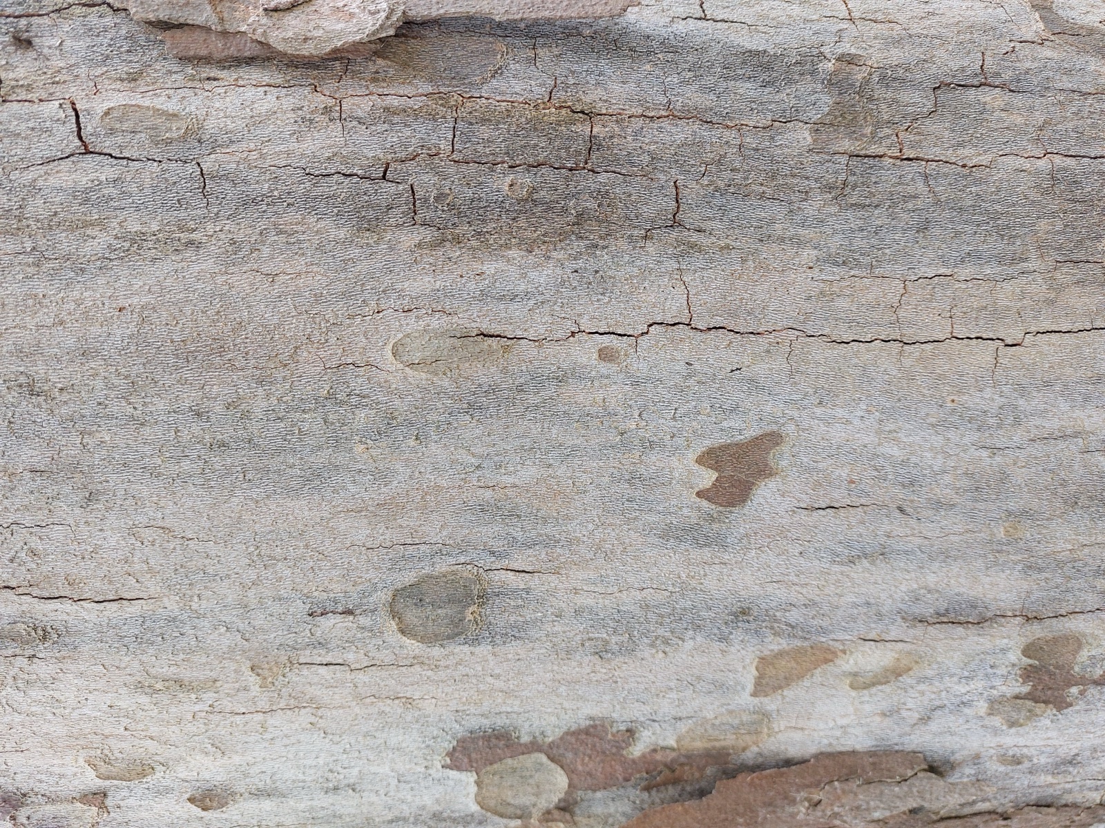 Platanenkrebs